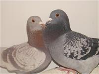 Gołębie zdjęcie